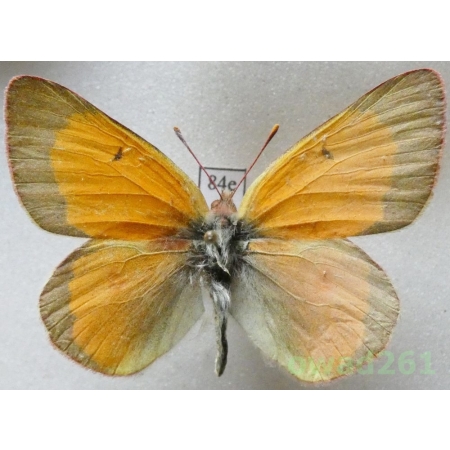 Colias hyperborea Grum-Grshimailo, 1899 male Russia84e